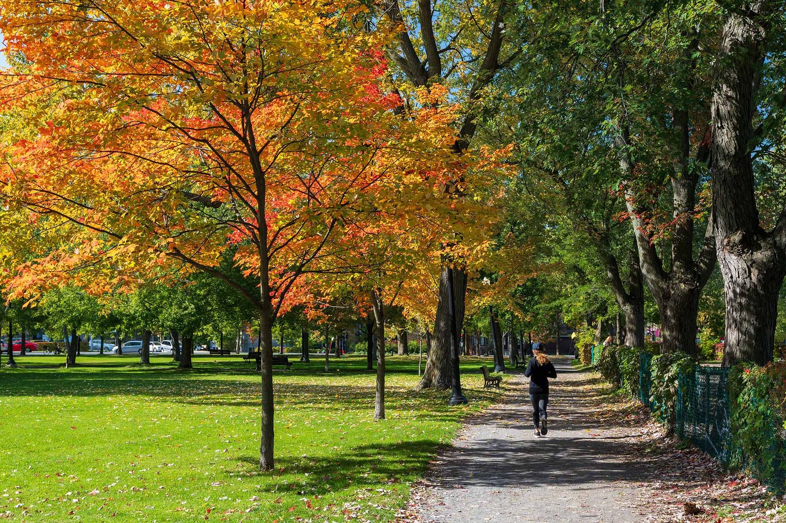 Canada’s Green Gold Advantage: Forestry and Wood Trade with Pakistan 